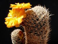 Thumbnail of 1371_Sulcorebutia breviflora_20140523(1).JPG